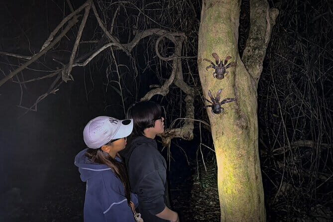 Okinawa Miyako Starry Sky Jungle Exploration Tour - Why This Tour Is Worth Considering