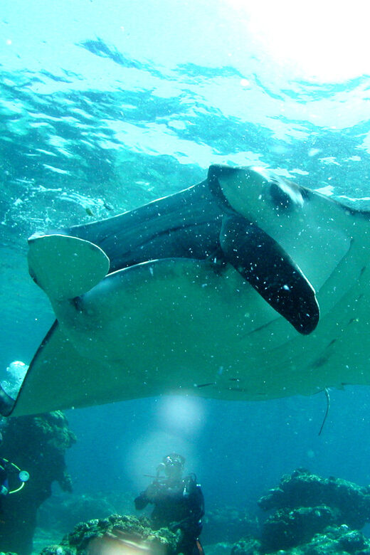 Okinawa: Naha: 1 day Kerama Islands diving license required - Introduction: What Makes This Tour Stand Out?