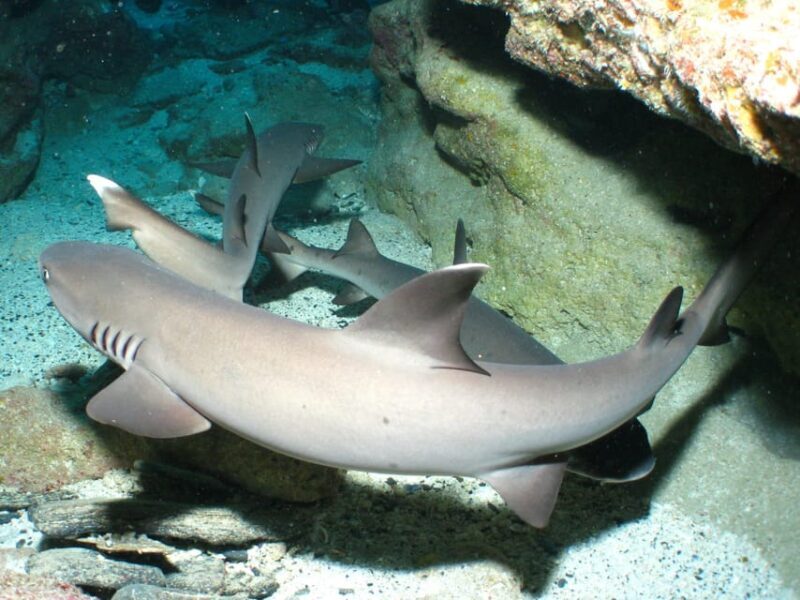Okinawa: Naha: 1 day Kerama Islands diving license required - Authenticity and Value