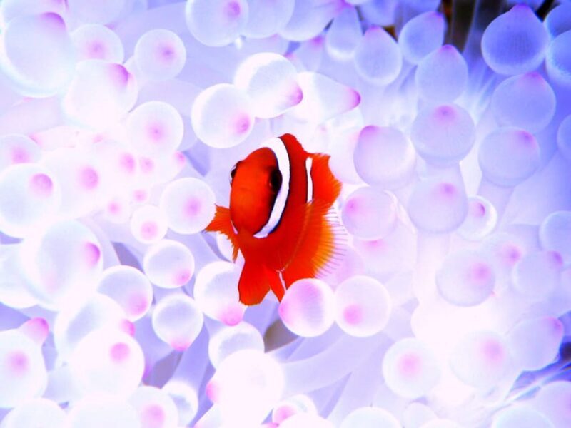 Okinawa: Naha: 1 day Kerama Islands diving license required - Transportation, Group Size, and Practical Details