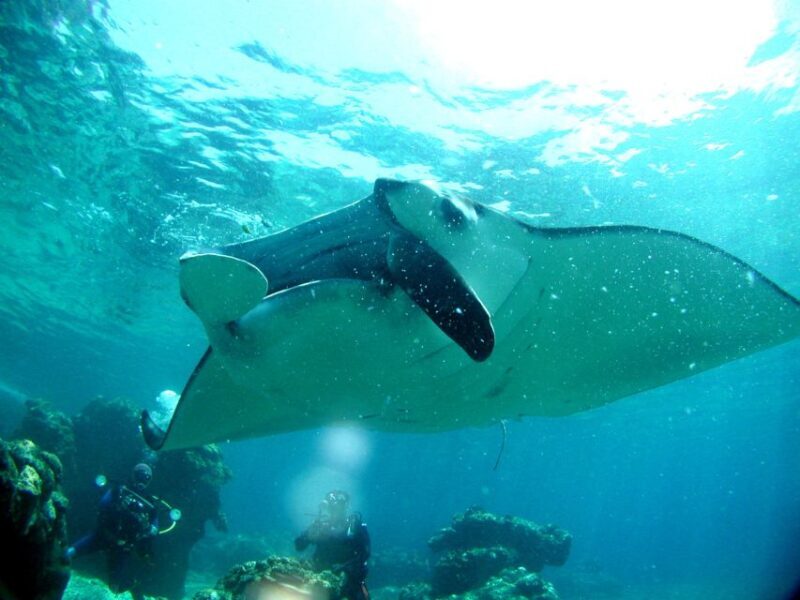 Okinawa: Naha: 1 day Kerama Islands diving license required - The Sum Up: Is This Tour Worth It?
