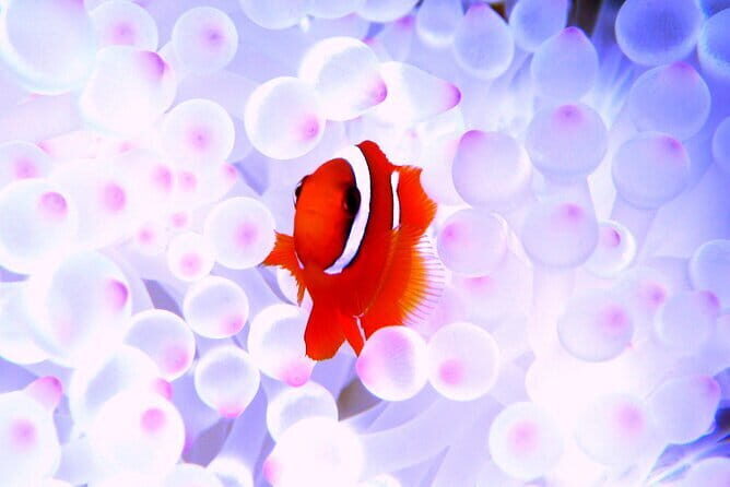 Okinawa: Naha: 1 day Kerama Islands experience diving/snorkeling - Key Points