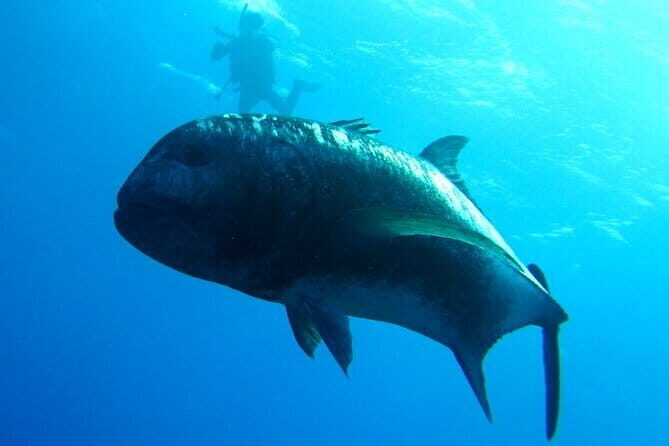 Okinawa: Naha: 1 day Kerama Islands experience diving/snorkeling - An In-Depth Look at the Kerama Islands Experience