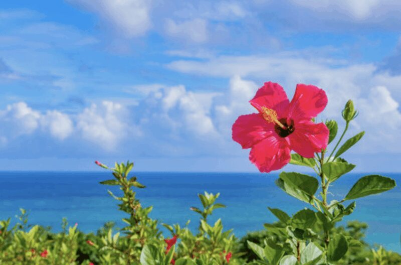 Okinawa Private Custom Tour with Local Guide - What Travelers Can Expect