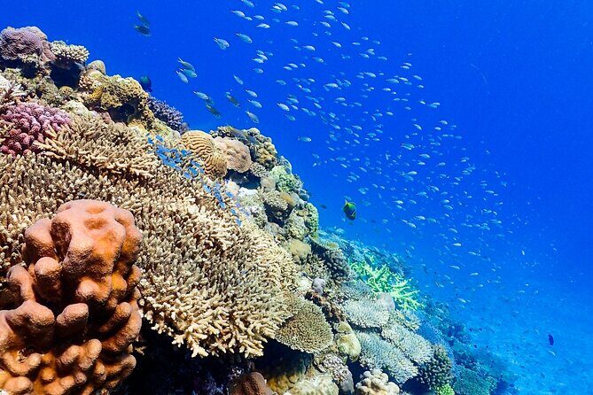 Okinawa: Scuba Diving Tour with Wagyu Lunch and English guide - Lunch & Relaxation