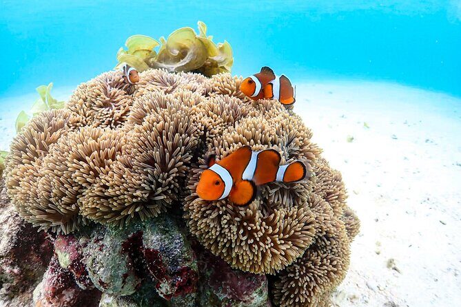 Okinawa Snorkeling Tour Experience - Who Is This Tour Best For?
