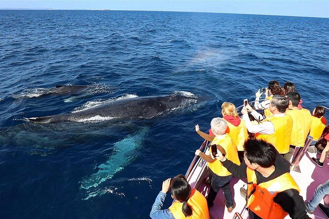 Okinawa Whale Watching From Naha - The Boat and Its Atmosphere