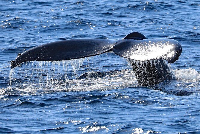 Okinawa Whale Watching From Naha - The Cost and Its Value