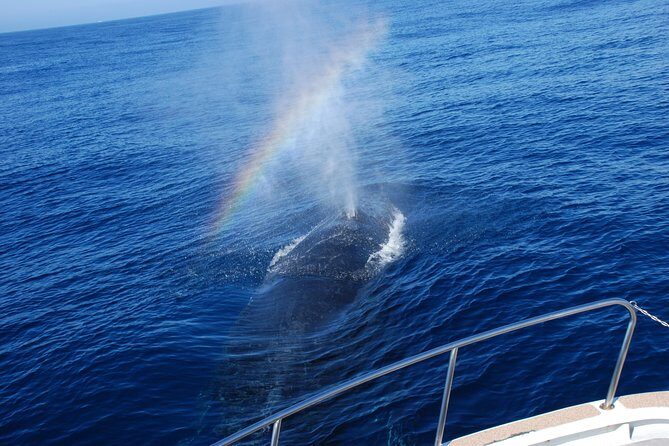 Okinawa Whale Watching From Naha - Final Thoughts