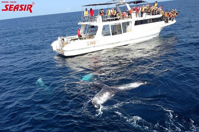 Okinawa Whale Watching From Naha - FAQ