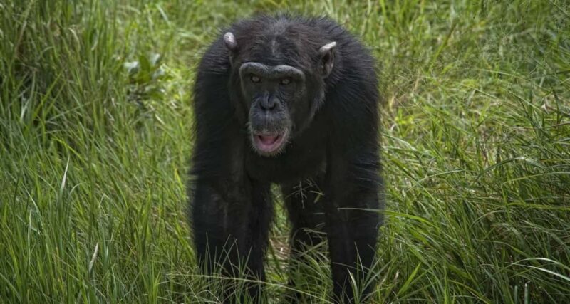 Ol Pejeta Conservancy 2-Day Sweetwaters Safari from Nairobi - An Introduction to the Sweetwaters Safari Tour