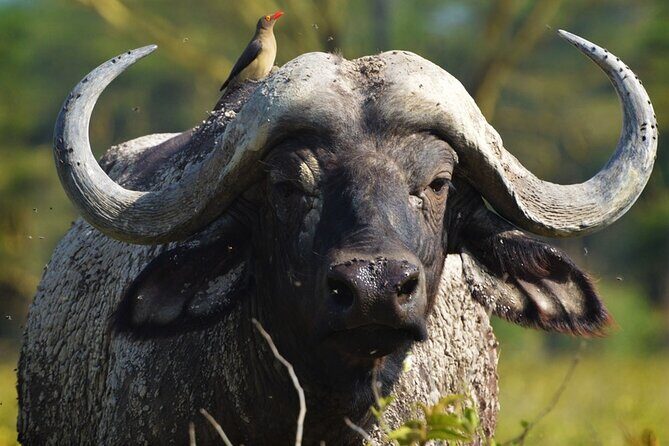 Ol Pejeta Conservancy and Chimpanzee Sanctuary Full-Day Tour from Nairobi - A Closer Look at the Experience