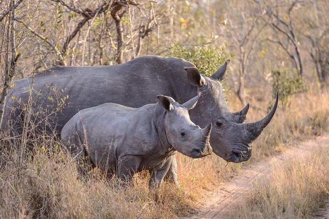 Ol Pejeta Conservancy and Chimpanzee Sanctuary Full-Day Tour from Nairobi - What Do the Reviews Say?