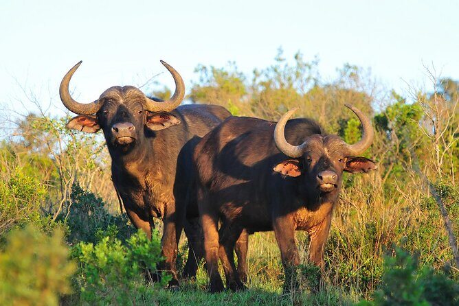 Ol Pejeta Conservancy and Chimpanzee Sanctuary Full-Day Tour from Nairobi - The Sum Up