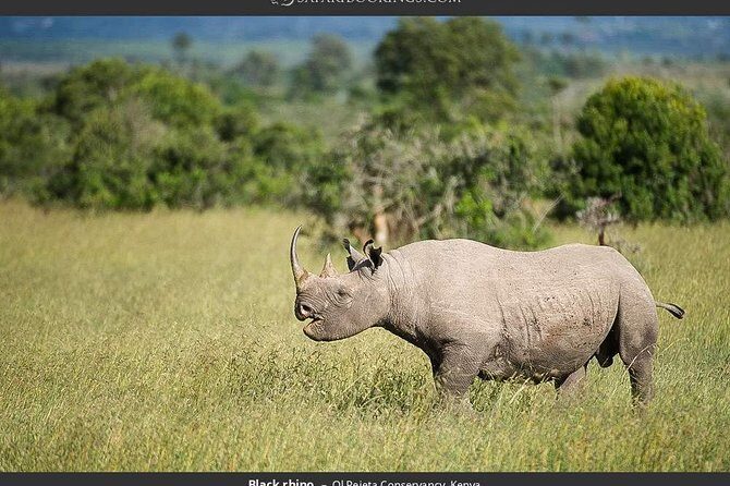 Ol Pejeta Conservancy Day Tour from Nairobi - Key Points
