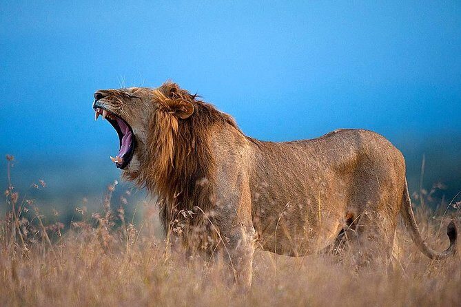 Ol Pejeta Conservancy Day Tour from Nairobi - The Cost & What You’re Getting