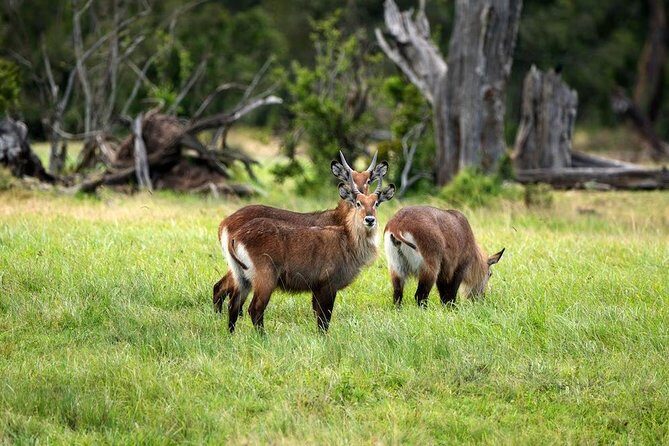 Ol Pejeta Conservancy Day Tour from Nairobi - The Sum Up: Who Will Love This Tour?