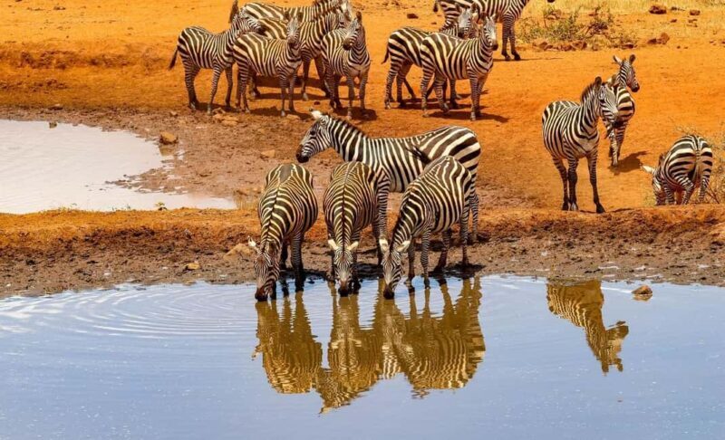 Ol Pejeta Conservancy Day tour & Game Drive from Nairobi - Key Points