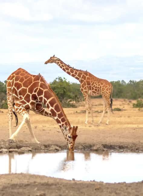 Ol Pejeta Conservancy Full-Day Safari - An In-Depth Look at the Experience