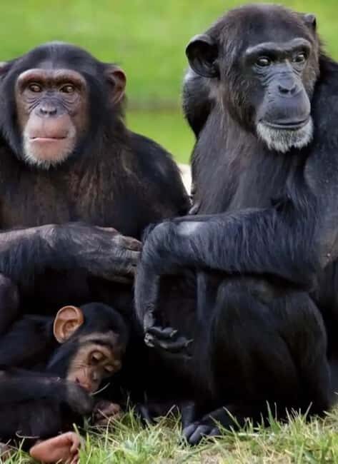 Ol Pejeta Conservancy Full-Day Safari - Authentic Experiences and Real Reviews