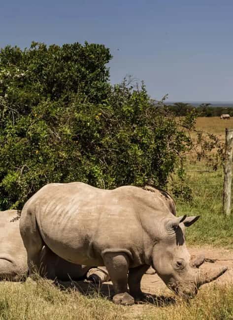 Ol Pejeta Conservancy Full-Day Safari - Final Thoughts