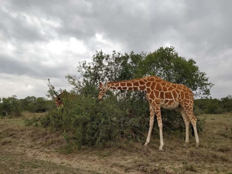Ol Pejeta Half Day Gamedrive - Ol Pejeta Half Day Gamedrive: An Authentic Kenyan Safari Experience