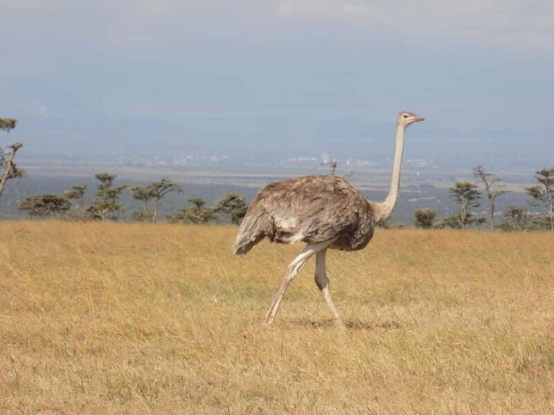 Ol Pejeta Half Day Gamedrive - Key Points