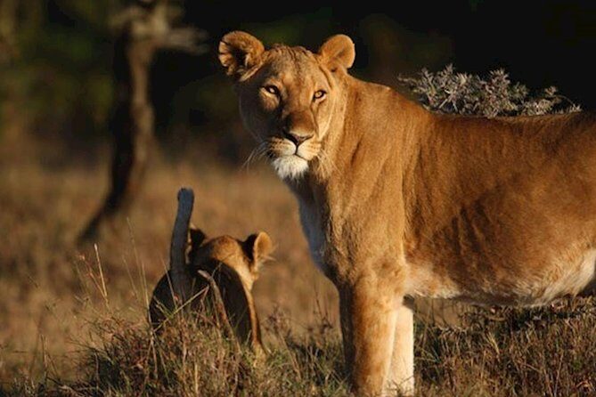 Ol Pejeta, Sweet Waters Chimpanzee Sanctuary and lion tracking safari - Key Points