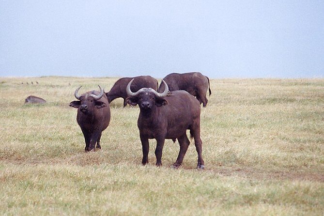 Ol Pejeta, Sweet Waters Chimpanzee Sanctuary and lion tracking safari - Practical Details and Value Analysis