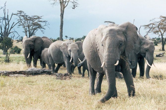 Ol Pejeta, Sweet Waters Chimpanzee Sanctuary and lion tracking safari - The Sum Up: Who Is This Tour Best For?