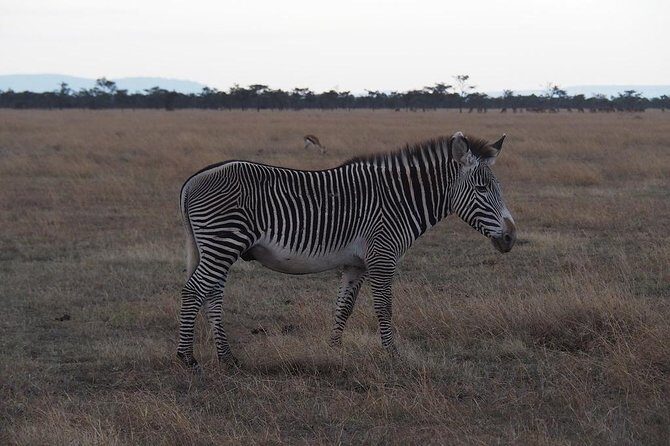 Ol Pejeta, Sweet Waters Chimpanzee Sanctuary and lion tracking safari - FAQ