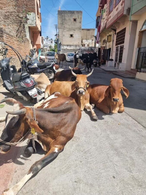 Old city heritage walk and local life experience - Key Points