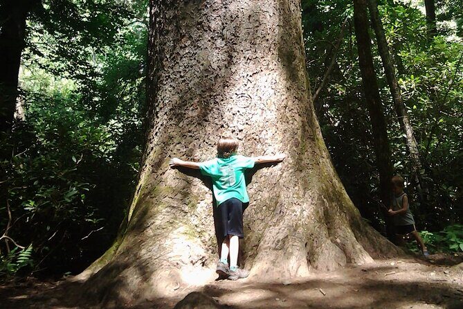 Old Growth Forest Cascade - Key Points