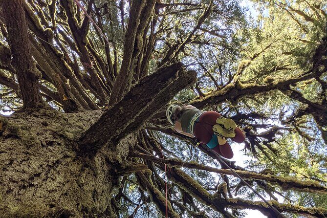 Old-Growth Tree Climbing at Silver Falls State Park - An In-Depth Review of the Tree Climbing Experience