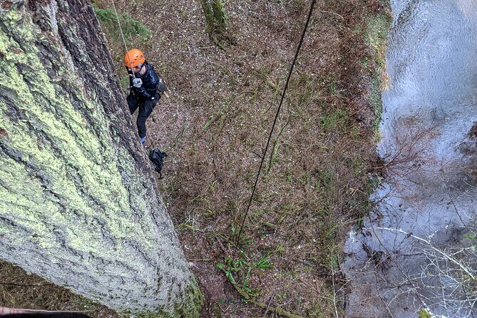Old-Growth Tree Climbing at Silver Falls State Park - Who Should Consider This Tour?