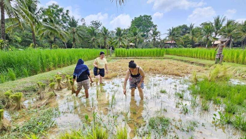 Old Phuket Farm Ticket - Countryside Local Life Culture - The Scenic Beauty and Authentic Atmosphere