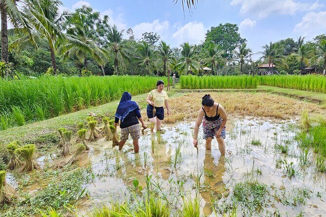 Old Phuket Farm Ticket - Countryside Local Life Culture - Key Points