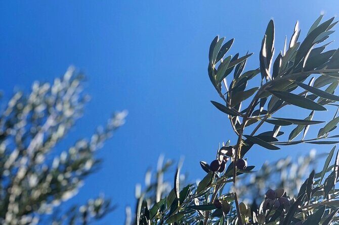 Olive Oil, Cheese, and Wine Tasting with Local Expert - Detailed Itinerary and Experience