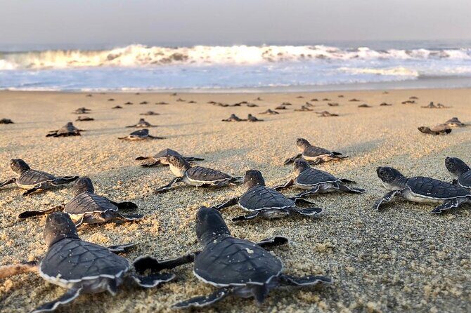 Olive Ridley Turtle Release Experience - Introduction