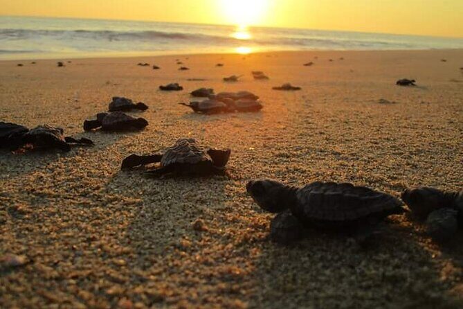 Olive Ridley Turtle Release Experience - The Sum Up