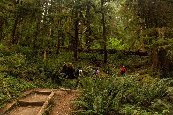 Olympic Full Day Private Tour and Hike - Authentic Experiences and Genuine Praise