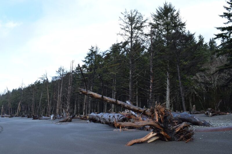 Olympic National Park: Hoh Rain Forest and Rialto Beach Tour - An In-Depth Look at the Tour