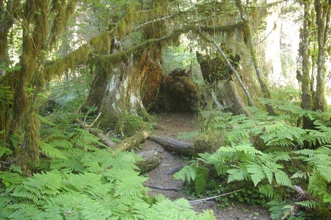 Olympic Peninsula and Forest Tour - Key Points
