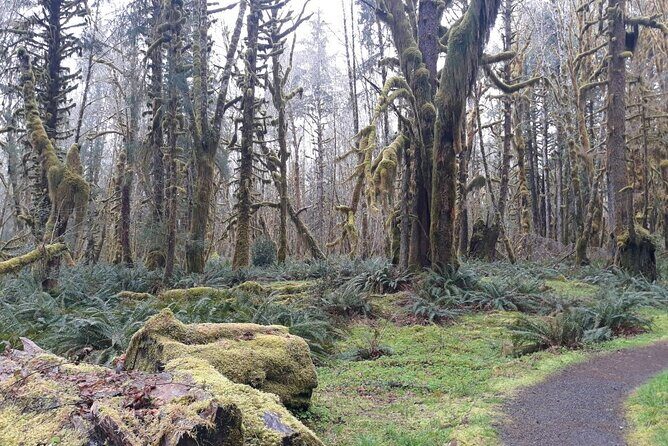 Olympic Peninsula and Forest Tour - Who It’s For and Why It’s Worth Considering