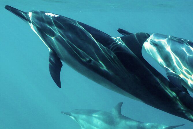 Oman Dolphin Watching Tours - Key Points