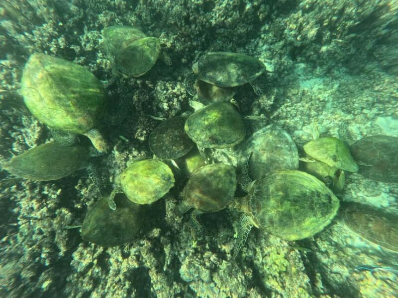 Oman Muscat: Snorkeling Adventure at Dimaniyat Islands - Key Points