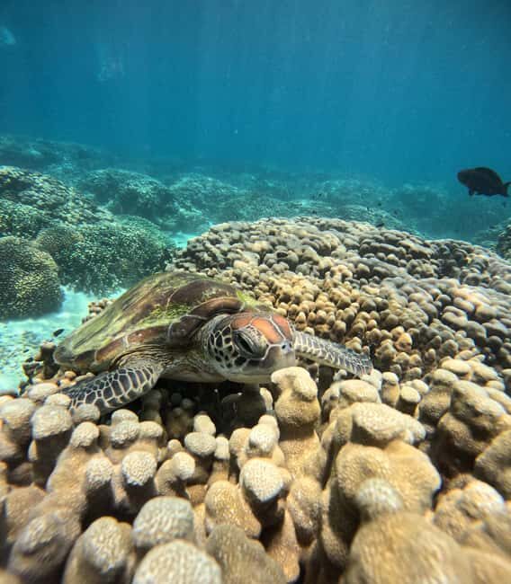 Oman: Snorkeling Trip at Daymaniyat Islands - Itinerary and Experience Breakdown