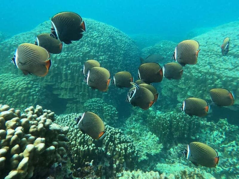 Oman: Snorkeling Trip at Daymaniyat Islands - Why This Tour Stands Out