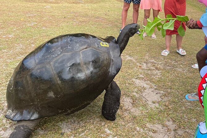 Omnibus service in Seychelles - FAQ