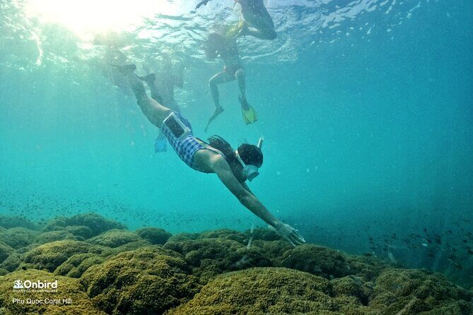 OnBird - PRIVATE ADVENTURE SNORKELING - explore Half-moon reef & Coral Mountain - Deep Dive into the Itinerary